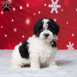 Kibbles, Miniature Poodle Puppy